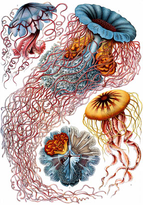 Haeckel medusae